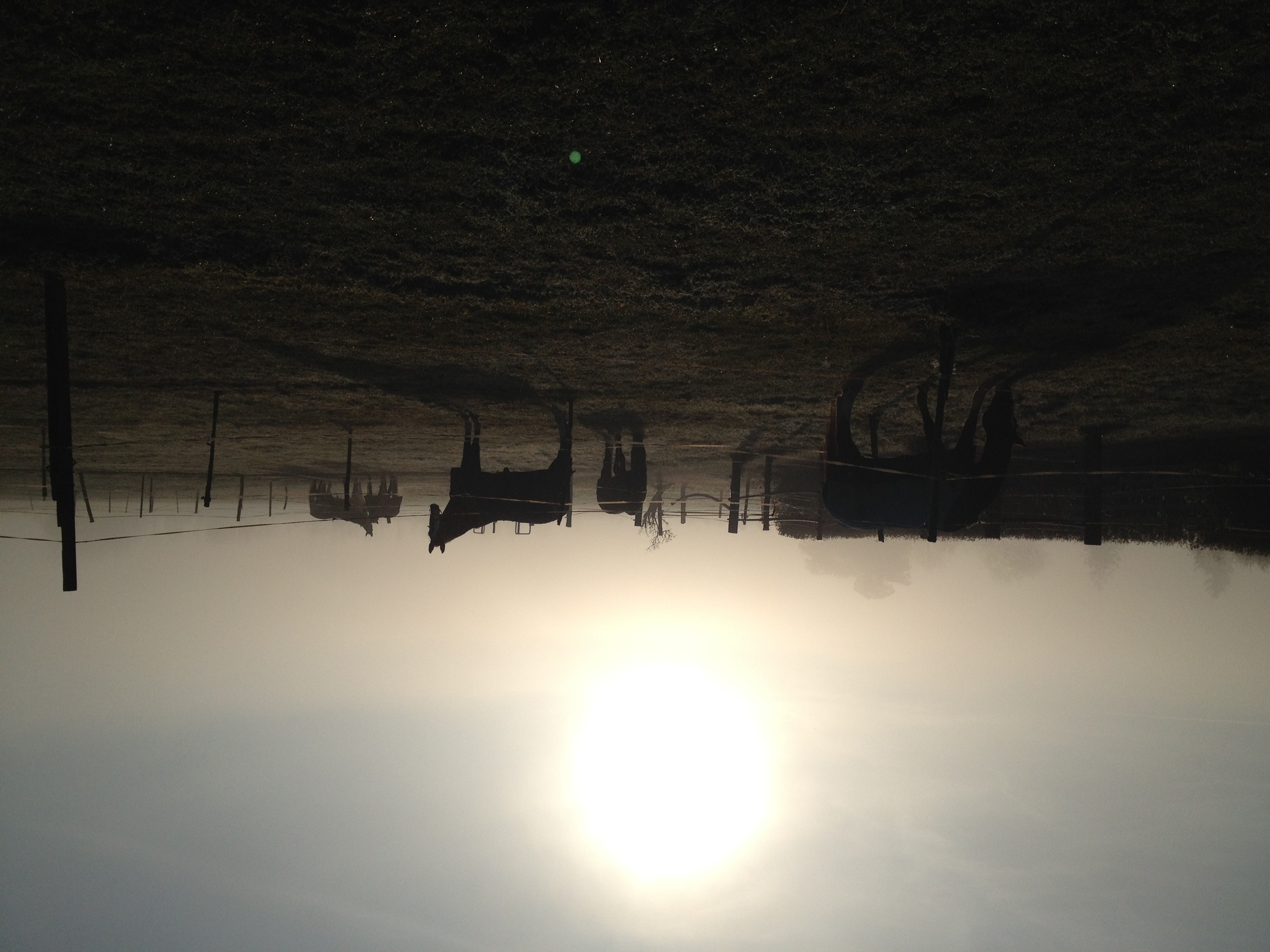 Pferde im Nebel